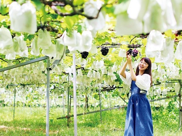 🍓 후쿠다 과일 공원(후쿠다 프루츠 파쿠) 이미지 1